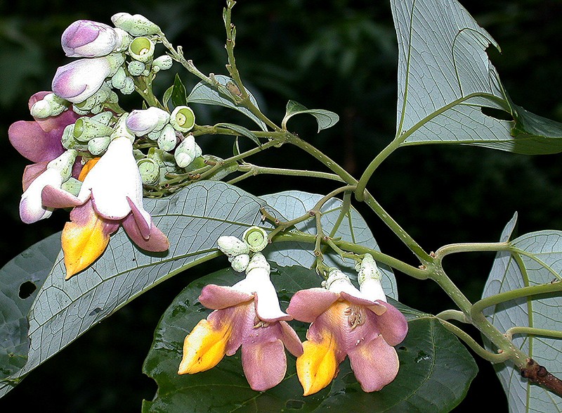 Lõi thọ hải nam